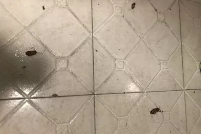 灭苍蝇服务_苍蝇拍广告语_灭苍蝇宣传