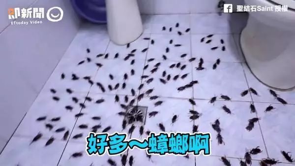 灭苍蝇服务_苍蝇拍广告语_灭苍蝇宣传