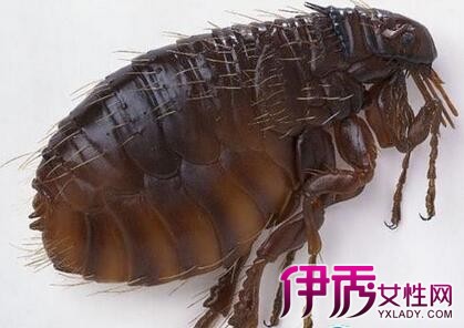 有效消灭跳蚤_消灭跳蚤有什么办法_如何灭跳蚤一次全消灭