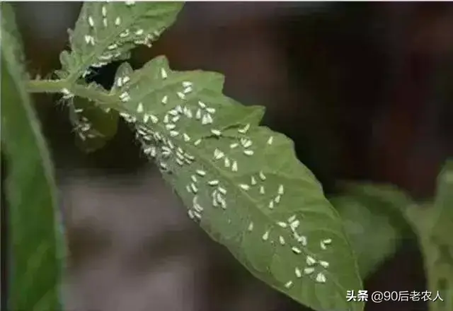 跳蚤灭杀药_灭跳蚤的药粉_专杀跳蚤药