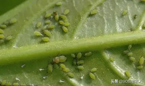 专杀跳蚤药_灭跳蚤的药粉_跳蚤灭杀药