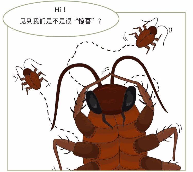家里放一物绝对没蟑螂_蟑螂不进卧室_蟑螂在家里跑不见了怎么办