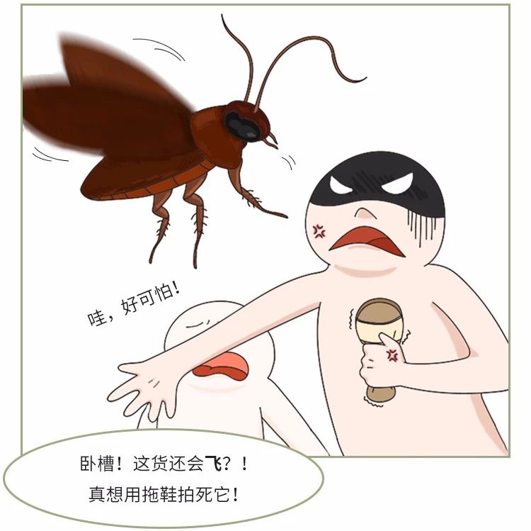 家里放一物绝对没蟑螂_蟑螂不进卧室_蟑螂在家里跑不见了怎么办