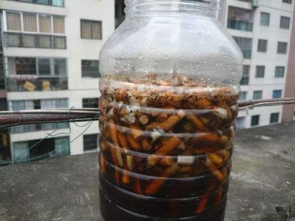 教你1分钟自制“杀虫水”，浇水加1勺，根壮不生虫！