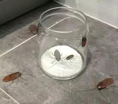 蟑螂不进房间_家里放一物绝对没蟑螂_蟑螂在家里跑不见了怎么办