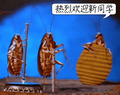 蟑螂在家里跑不见了怎么办_蟑螂不进房间_家里放一物绝对没蟑螂