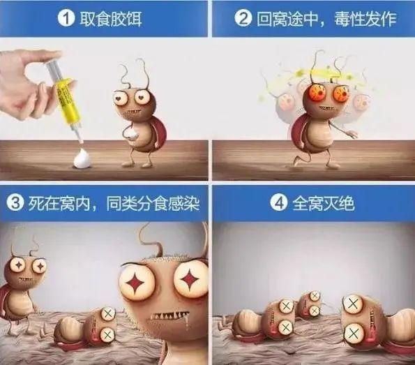 蟑螂不进房间_家里放一物绝对没蟑螂_蟑螂在家里跑不见了怎么办