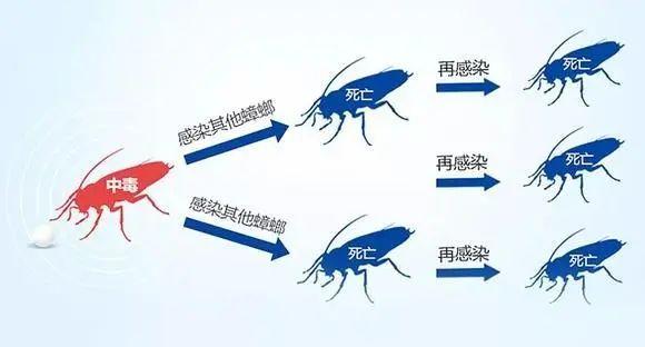 家里放一物绝对没蟑螂_蟑螂在家里跑不见了怎么办_蟑螂不进房间