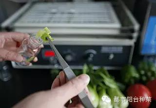 自制万能杀虫水视频_10种自制杀虫水_如何自制杀虫水植物