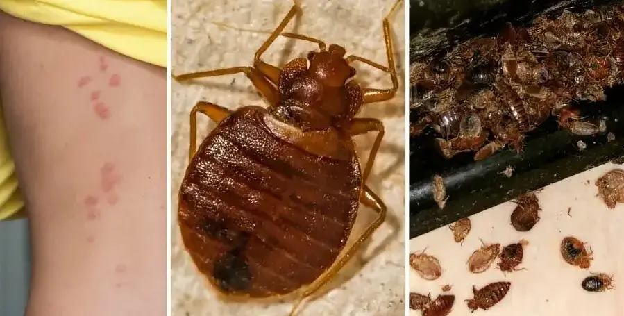 灭臭虫的方法_如何杀灭臭虫害虫防治_灭臭虫方法